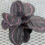 Calathea – Dottie – 6″ Pot
